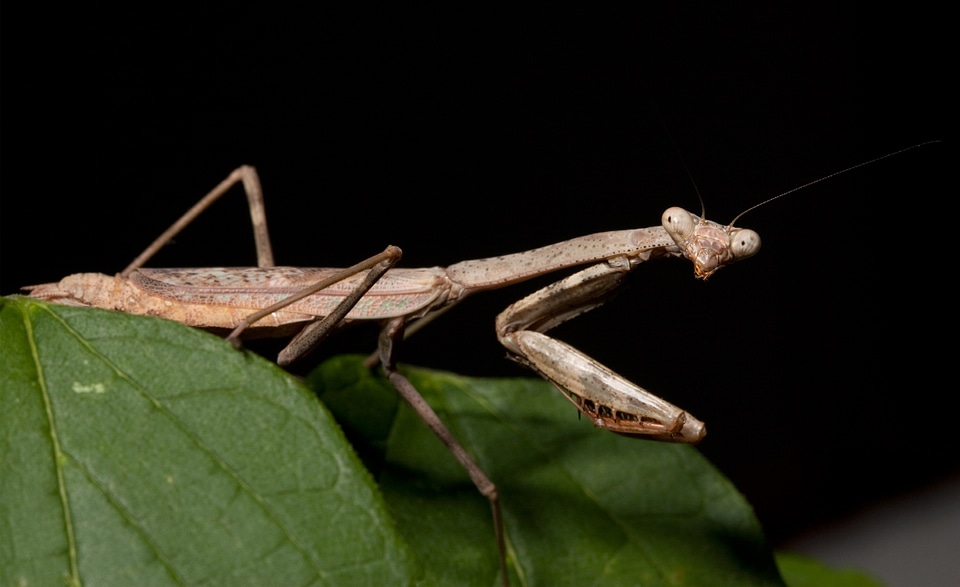 Adult female insect