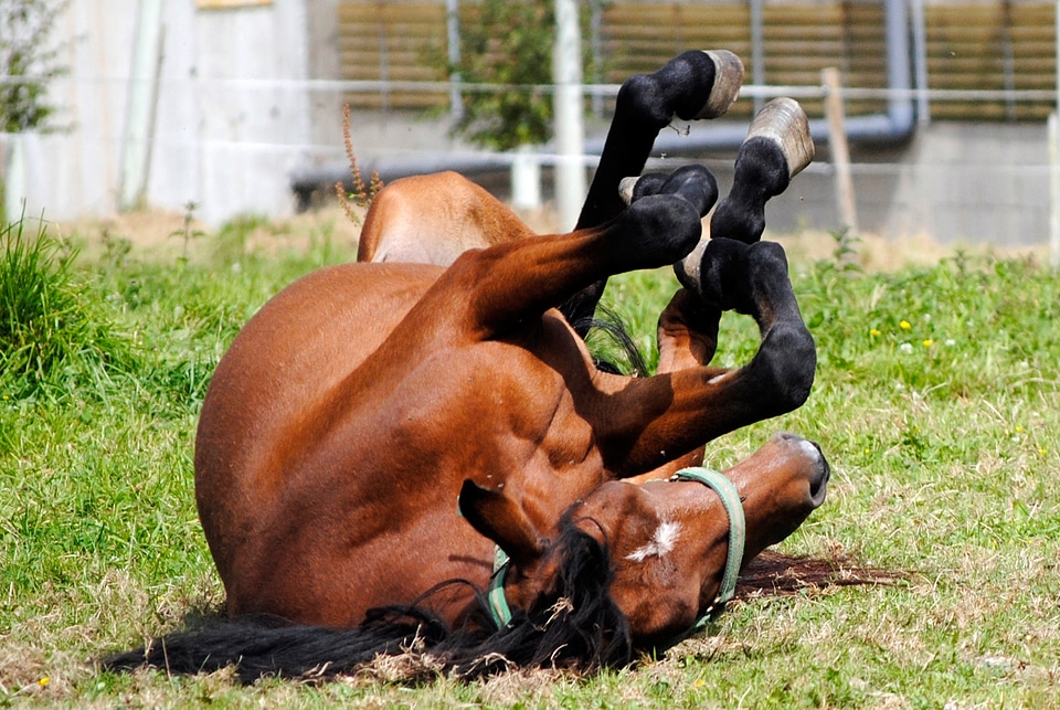 Stallion gallop brown