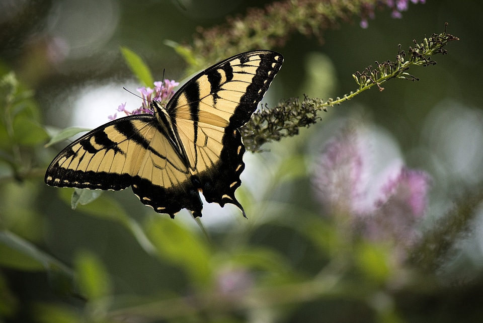 Outdoors wildlife season