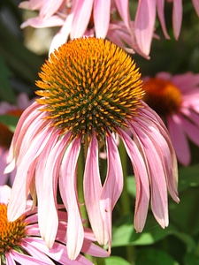 Flower plant purple