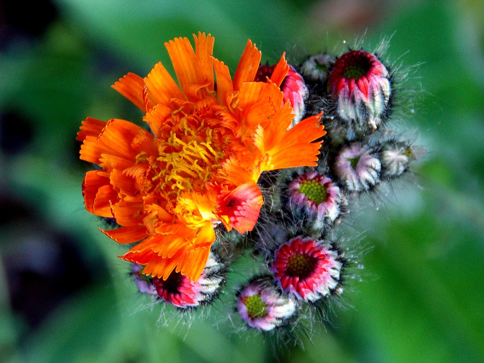 Blossom bloom orange