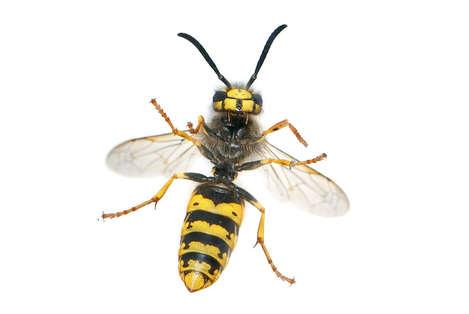 Female worker yellowjacket