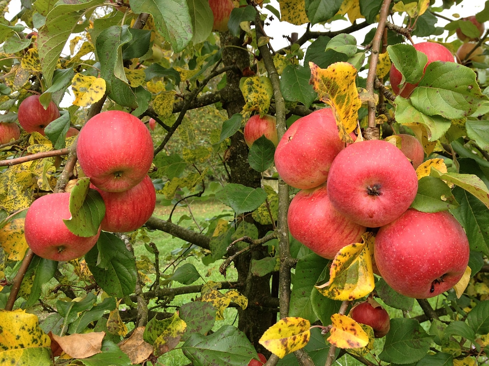 Autumn colours still life colorful