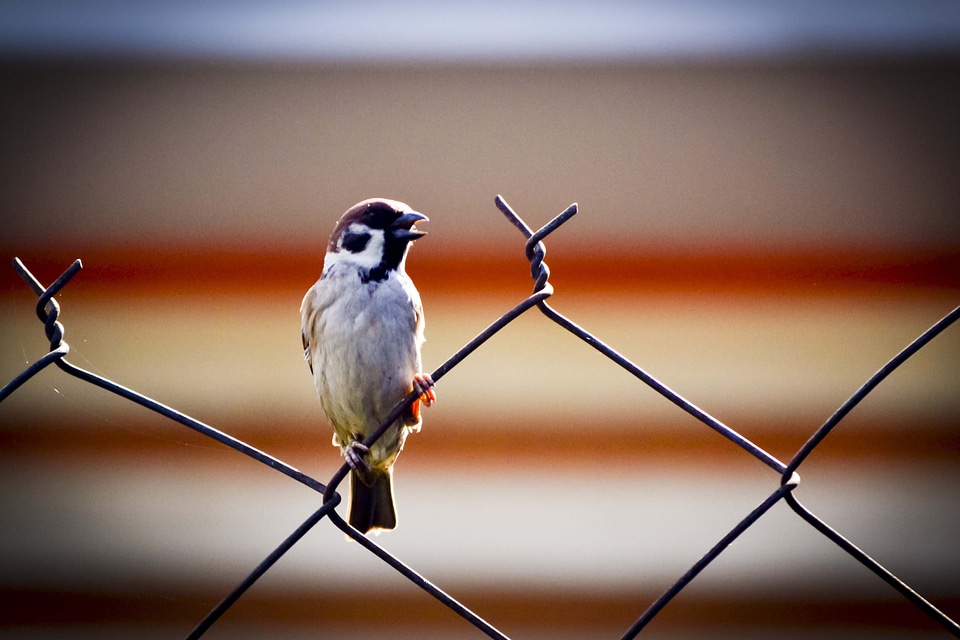 Alone freedom nature