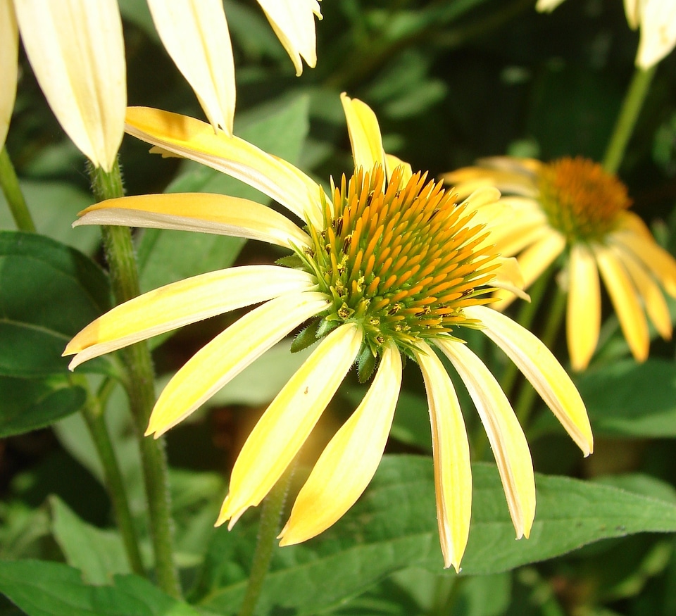 Flower plant blooming