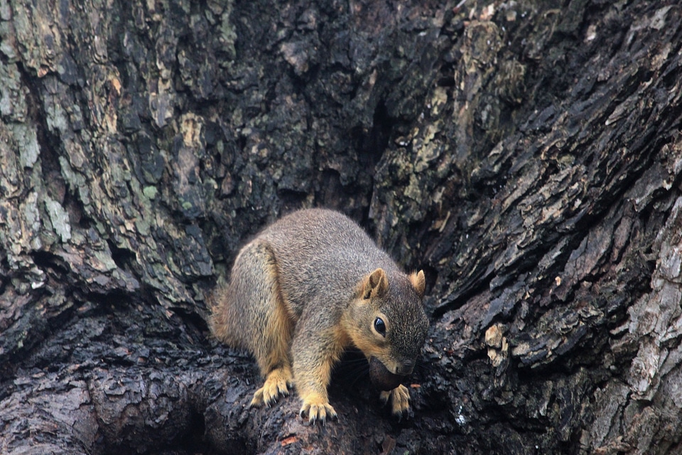 Animal wildlife wild