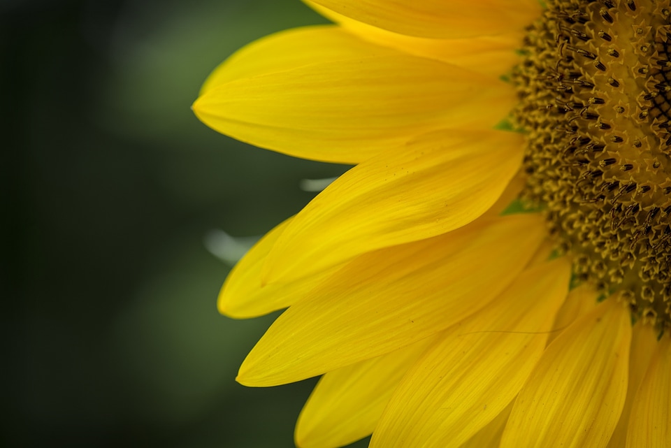 Nature flora blossom
