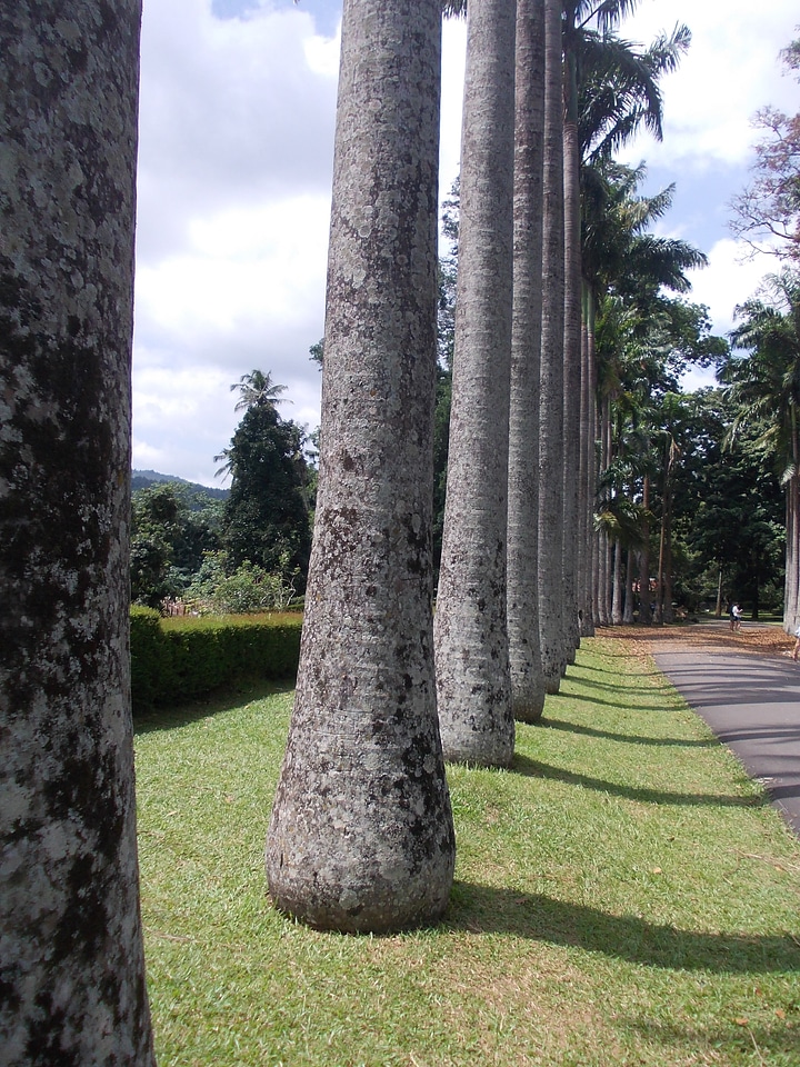 Sri lanka natural tree