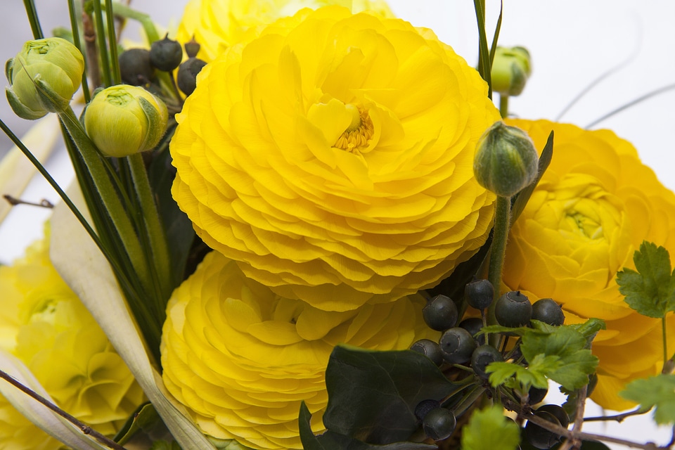 Nature plant yellow