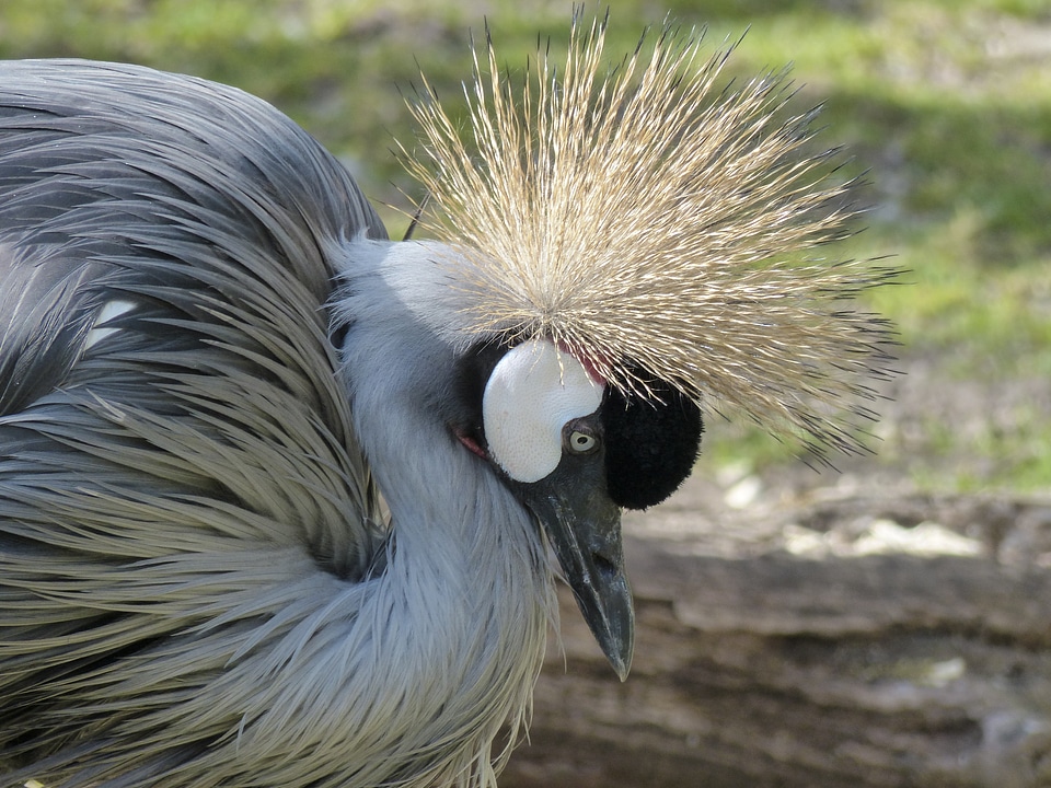 Africa tanzania spring crown