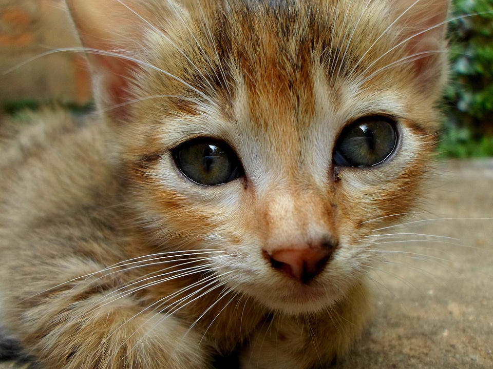 Feline kitten kitty