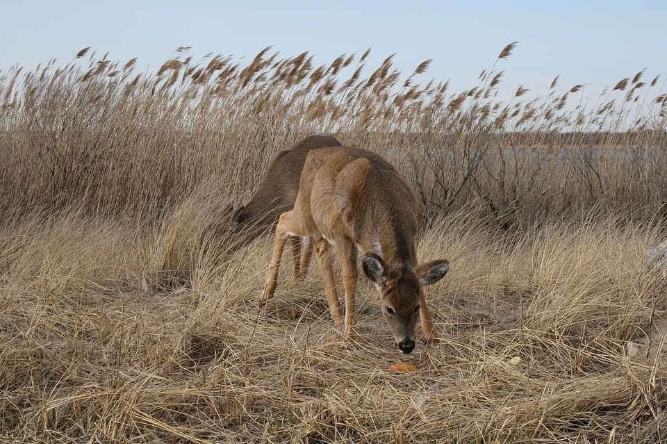 Wildlife wild long island