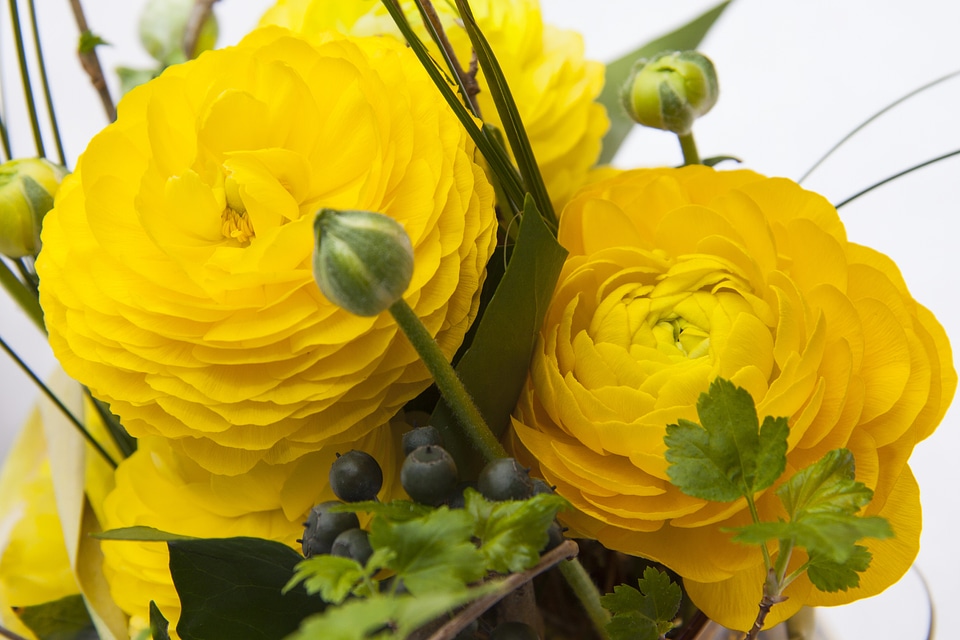 Nature plant yellow