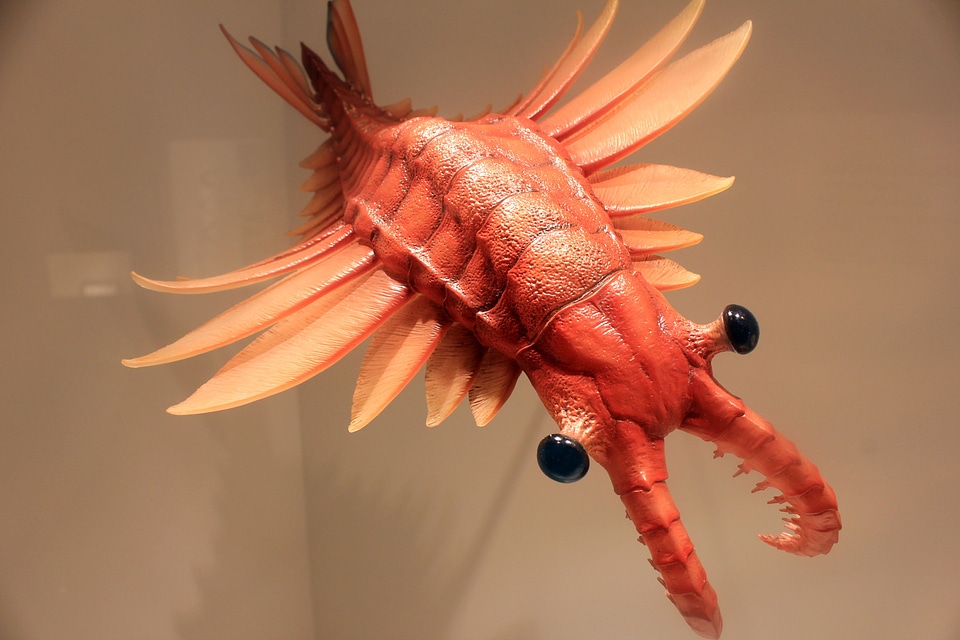 Predator marine aquatic