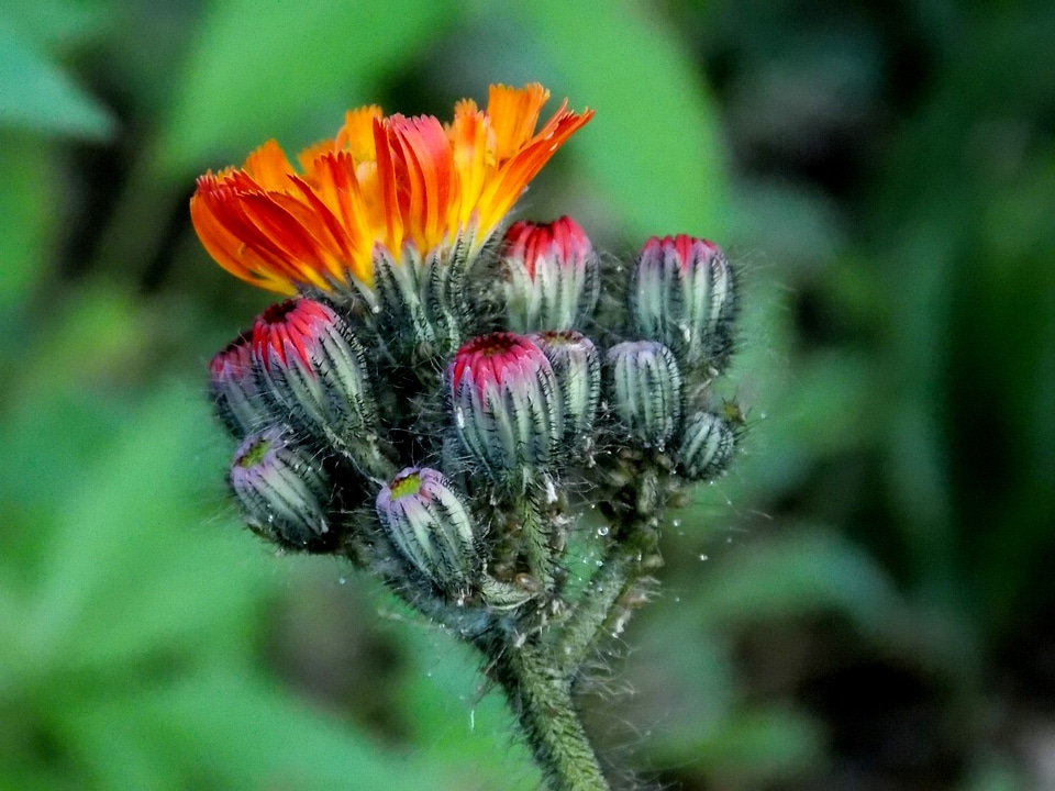 Blossom bloom orange