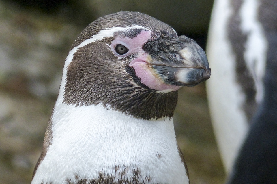 Cute wildlife arctic
