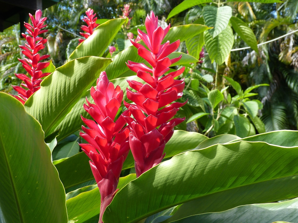 Blossom bloom red