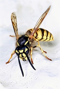 Yellow closeup wildlife