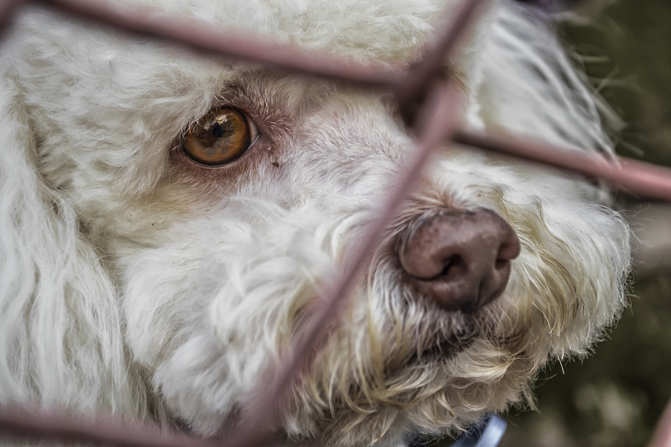White animals sad
