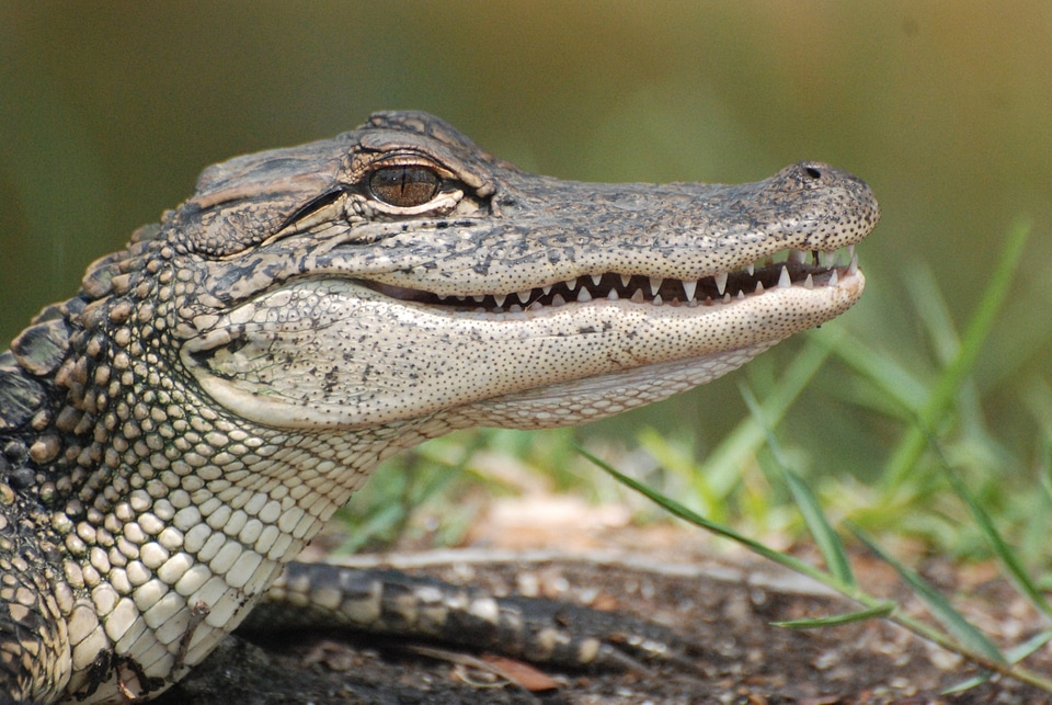Wildlife wild zoology