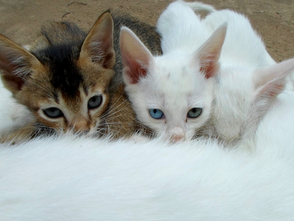 Cat's eyes feline kitten