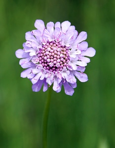 Field scabious purple wild flower photo