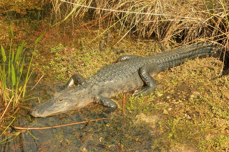 Animal wildlife wild