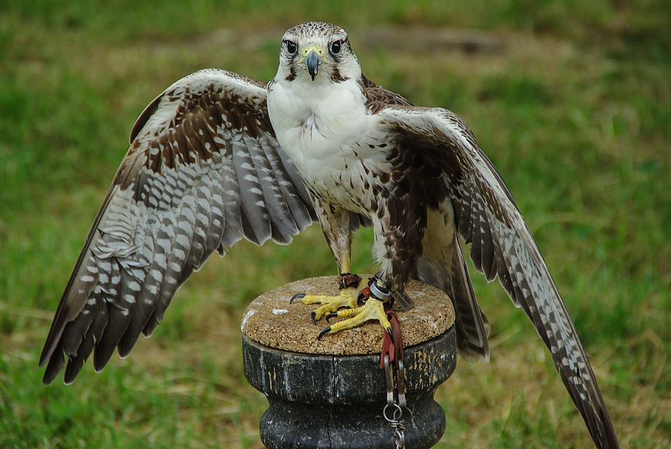Falconidae bird portrait