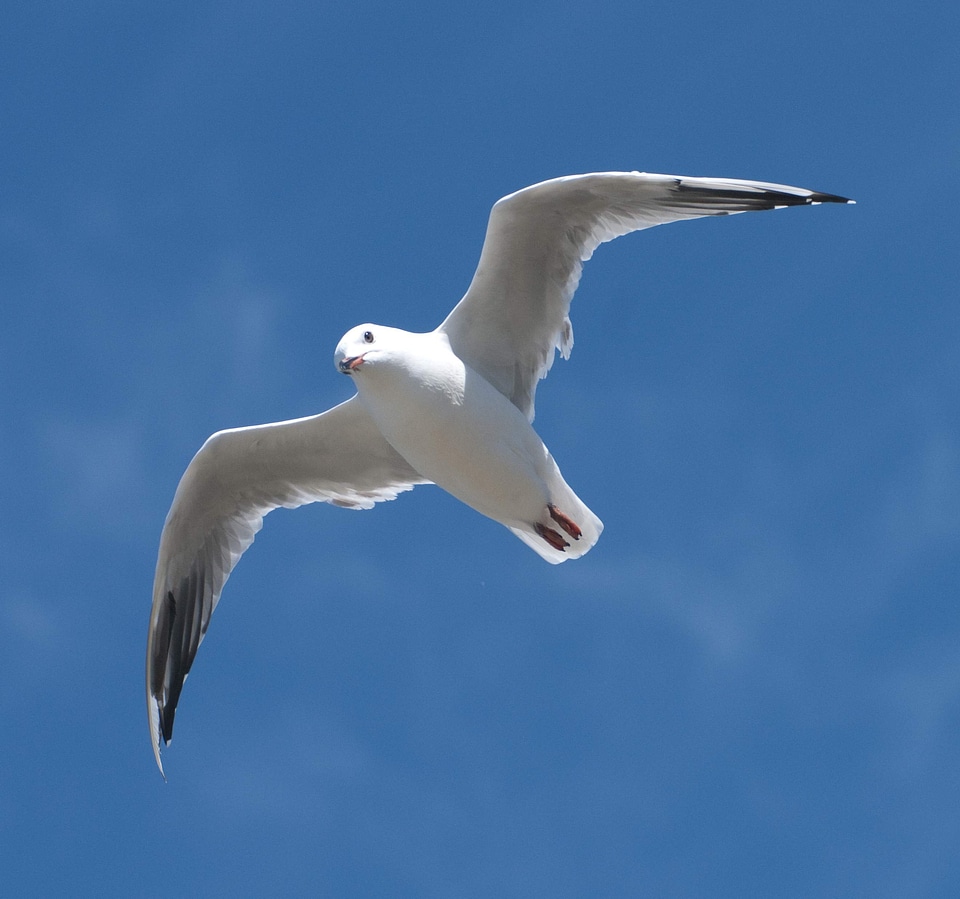 Blue bird flying