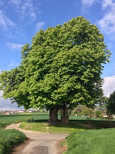 Tree landscape nature