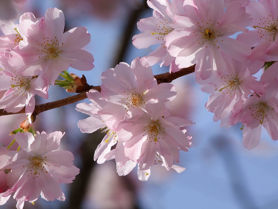 Cherry tree blossom bloom