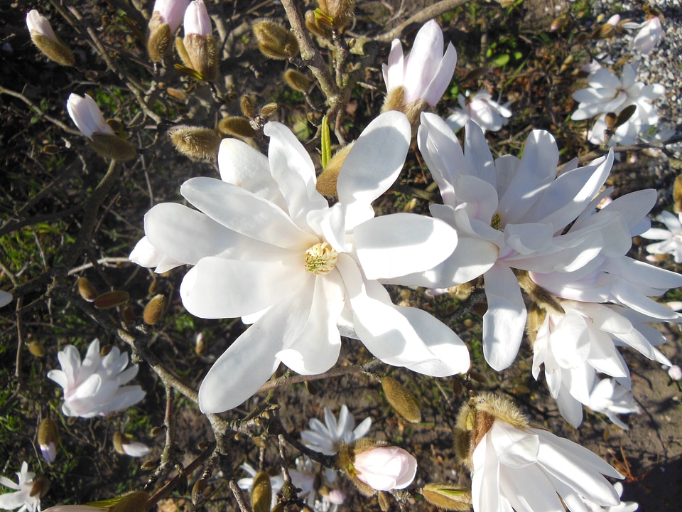 White stardust trees close-up