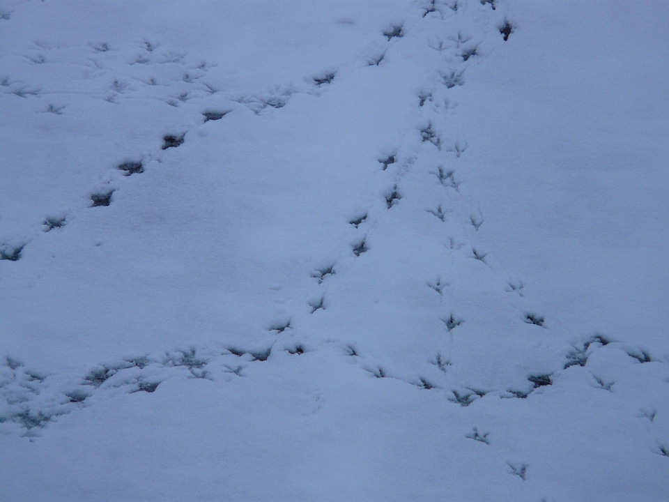 Snow traces winter photo