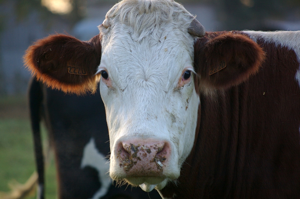 Cow animals portrait