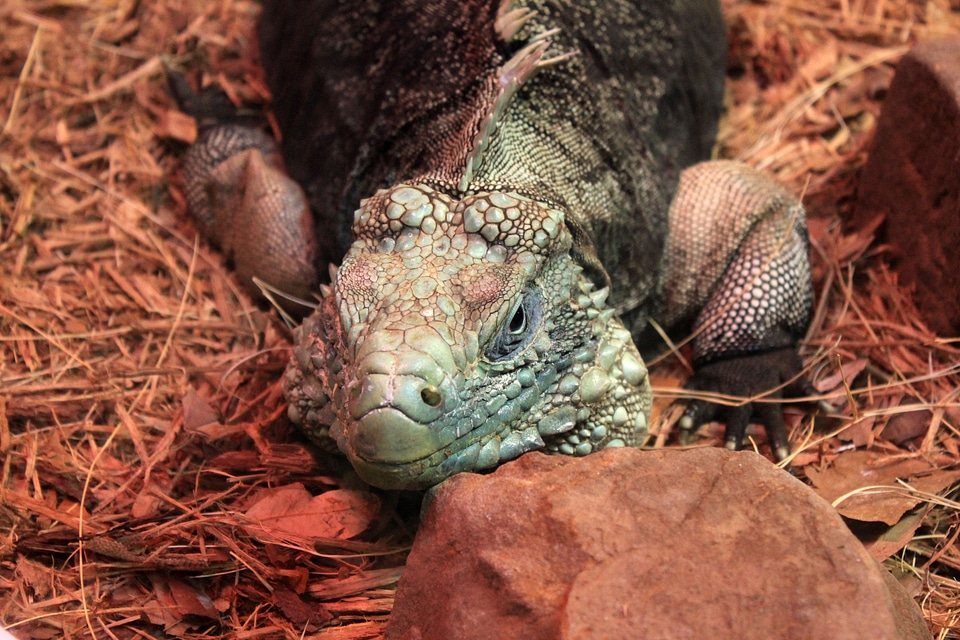 Dragon cuban rock iguana cuban ground iguana