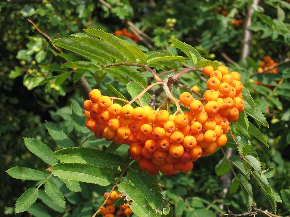 Orange orange berry haw