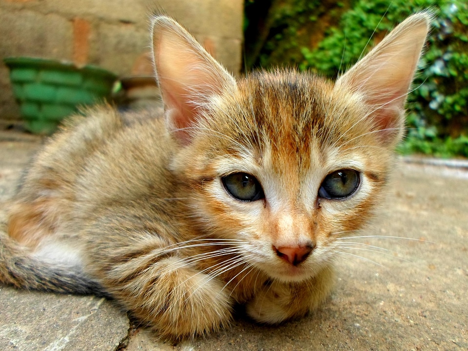 Mammals baby small