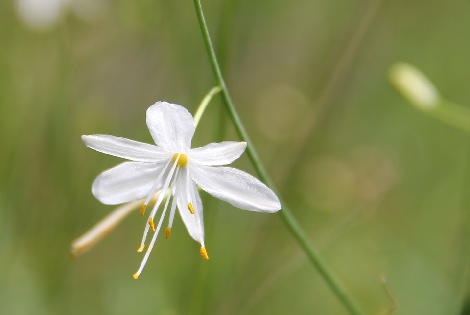White blossom bloom