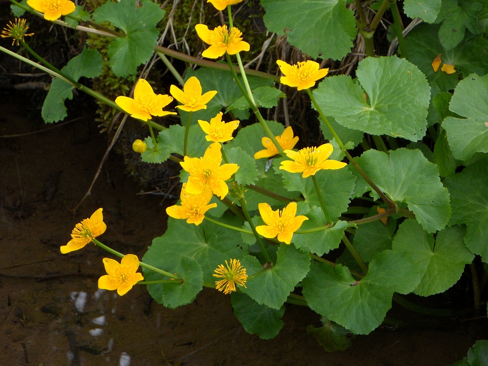 Blossom bloom yellow
