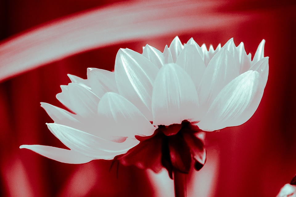Nature plant pink