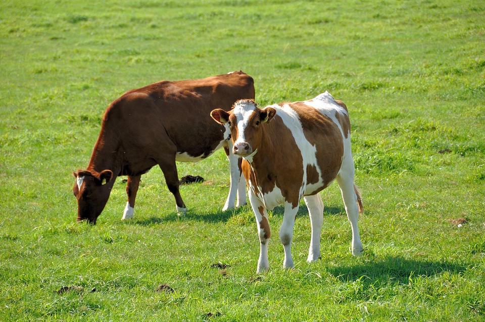 Pasture mammals agriculture
