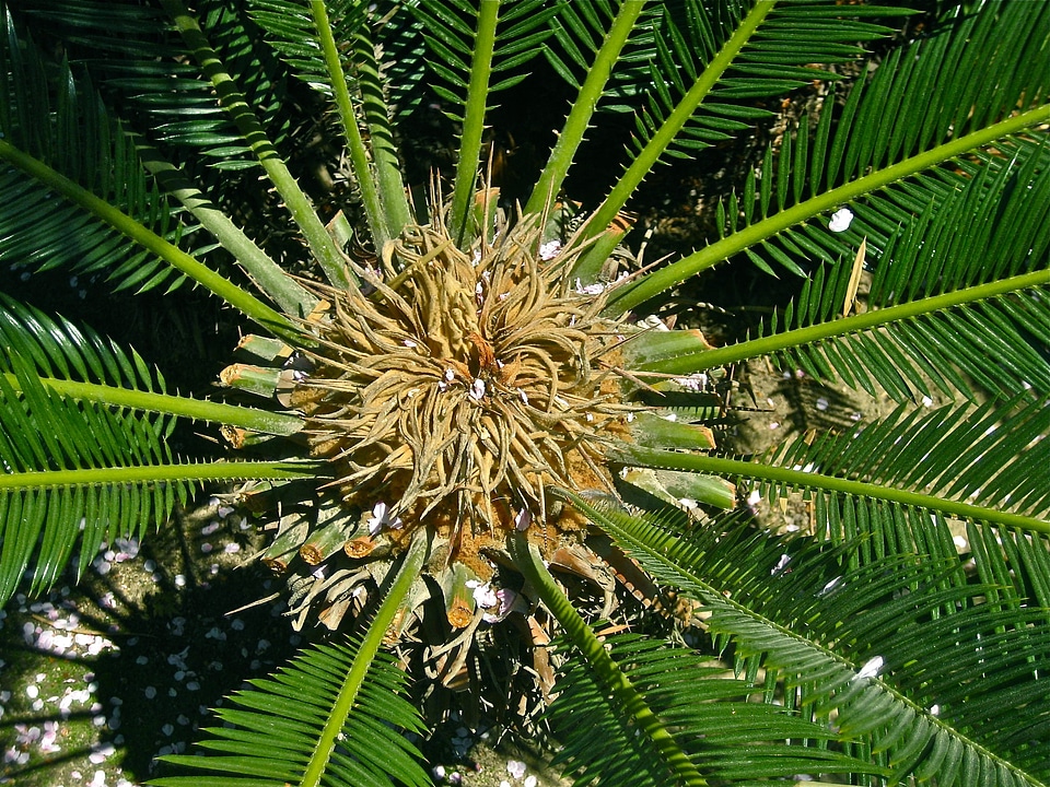 Fern male inflorescence palm tree