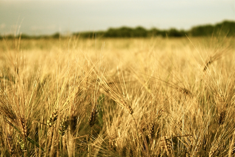Harvest cereals agriculture