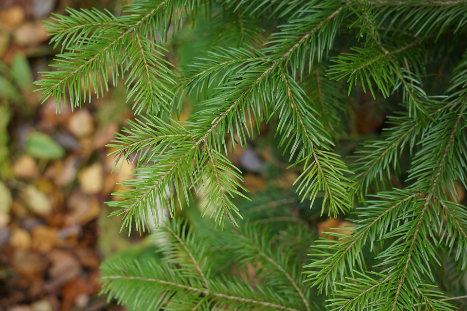 Needles christmas six