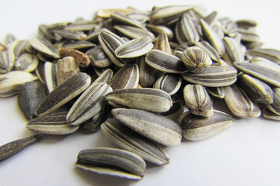 Sunflower seeds bird seed cores