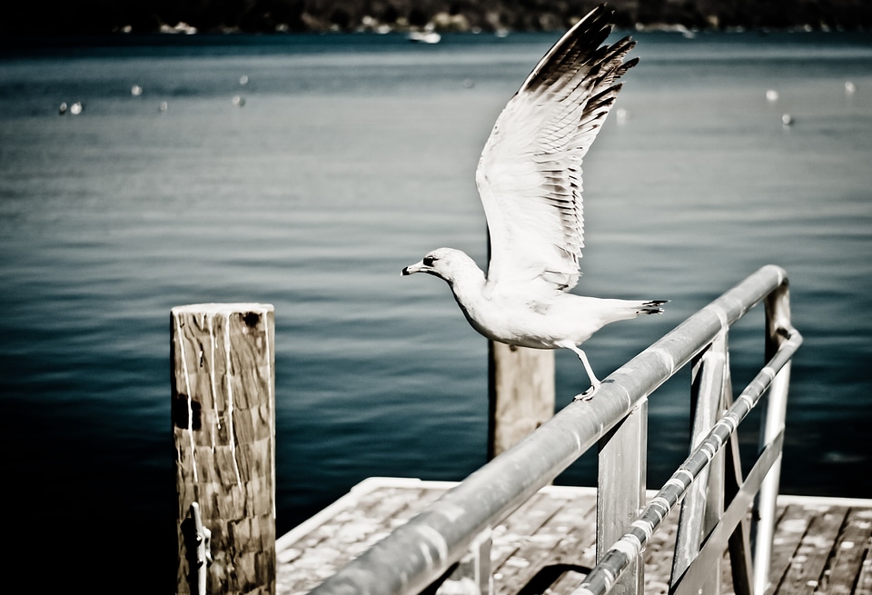 Wings spreading wings ocean