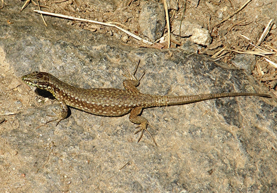 Lizard reptile animal