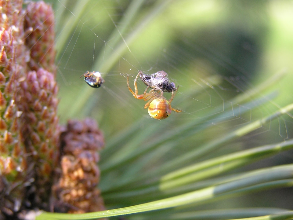 Victim arachnid pattern