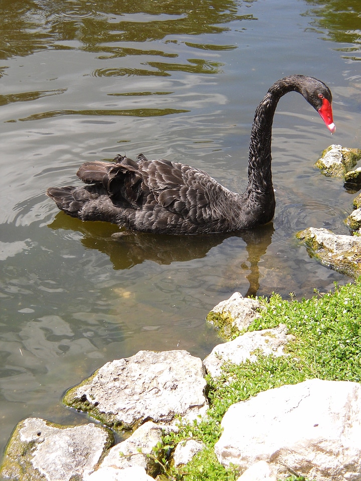 Wing feather wildlife