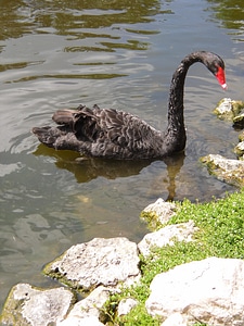 Wing feather wildlife